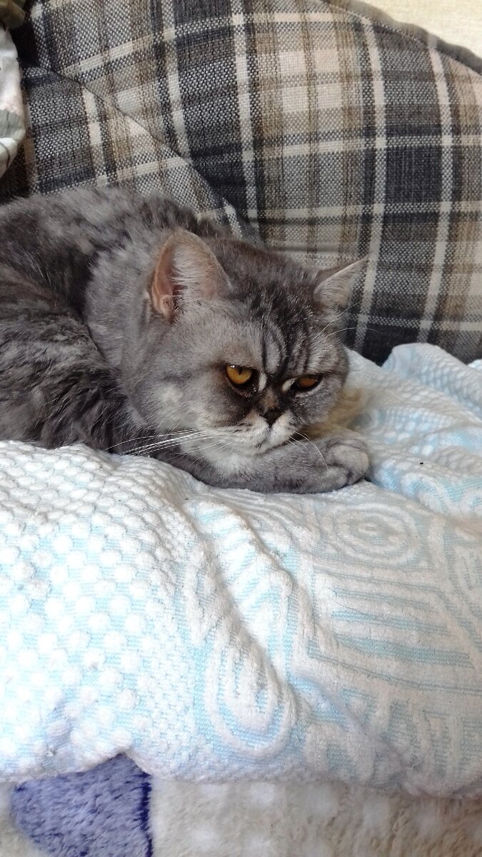 Вы поняли, кто тут Босс?