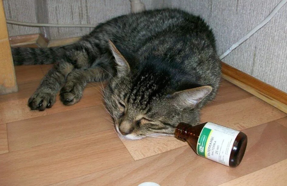 Источник: https://www.ptoday.ru 