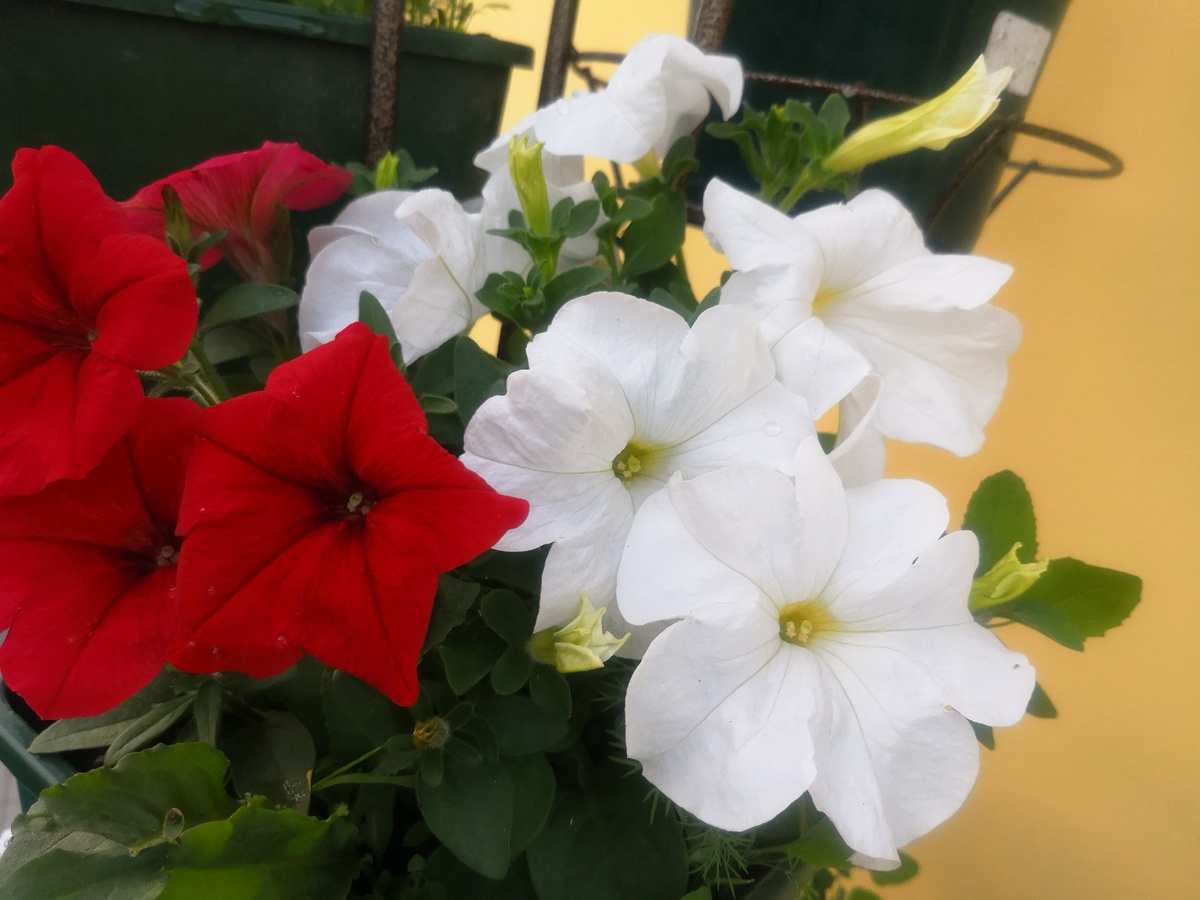 После цветения собрал семена 