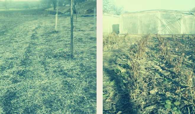 Мой участок весной