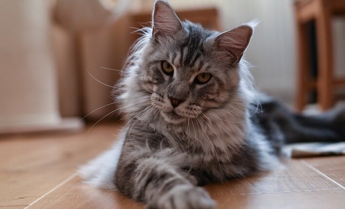 Источник фото: cattime.com