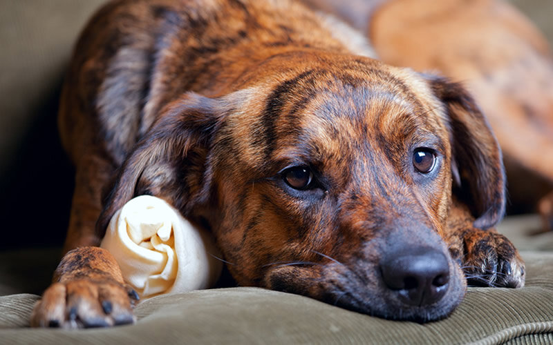 Многие владельцы, с которыми я общался на эту тему, говорили, что отношение других собак к их питомцу после кастрации или стерилизации изменилось. Фото wagwalkingweb.com