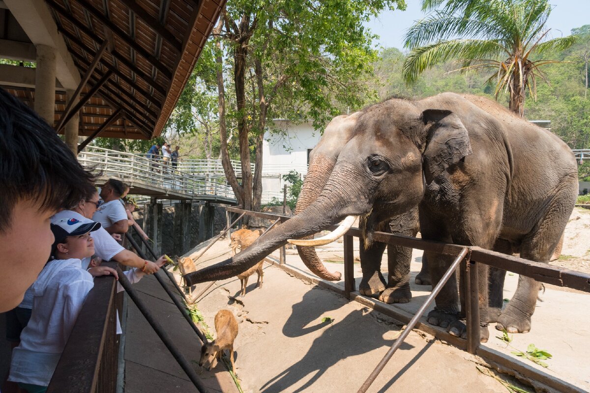 Khao kheow zoo. Парк Кхао Кхео. Паттайя зоопарк Кхао. Кхао Кхео Паттайя. Зоопарк в Тайланде Паттайя Кхао Кхео.