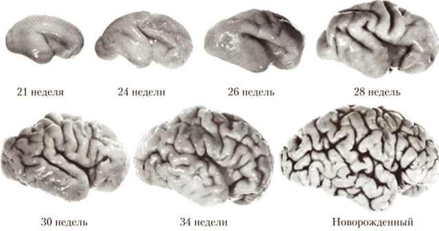 Созревание мозга