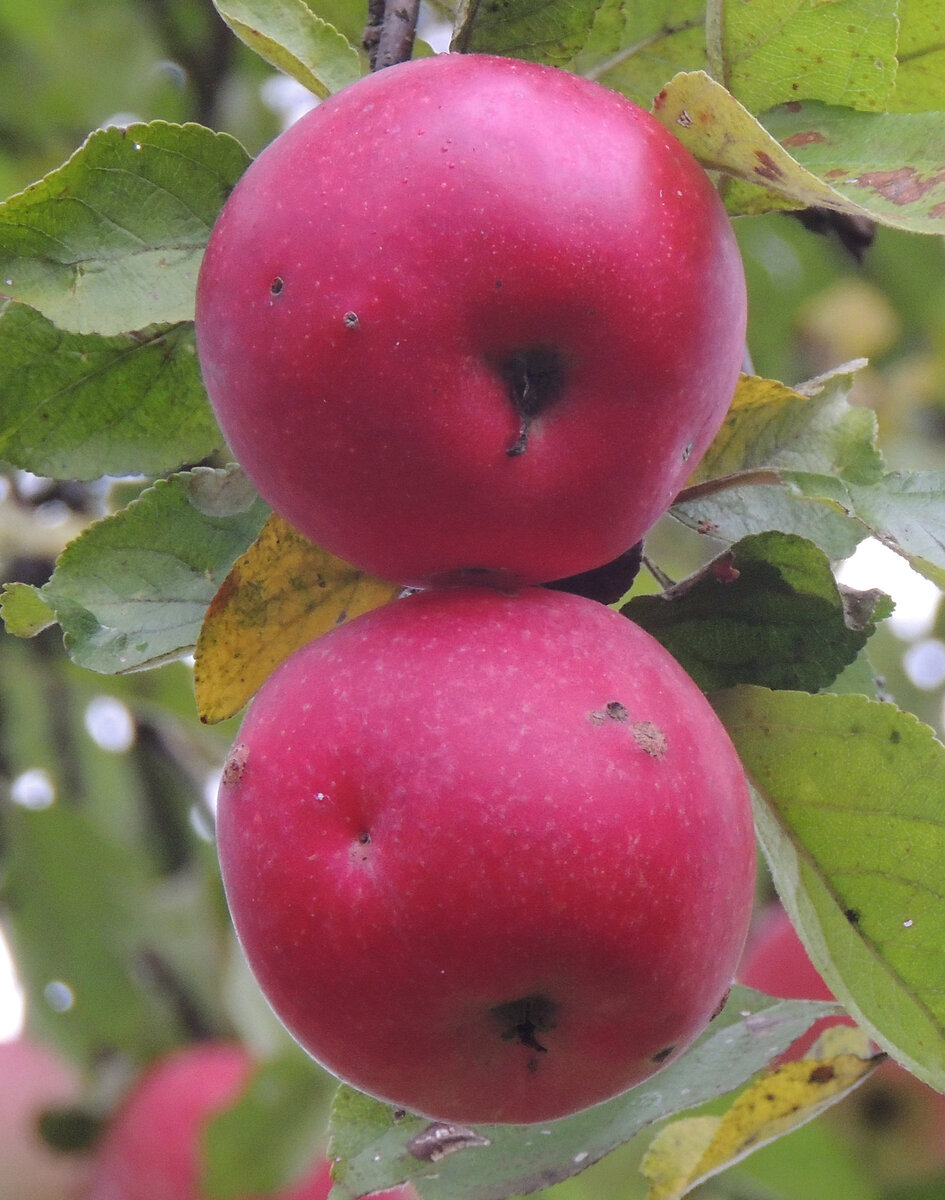 Яблоня красная сорта. Сорт яблок Томпсон. Яблоня сорт Свит. Осенние сорта яблок. Зимние сорта яблок.