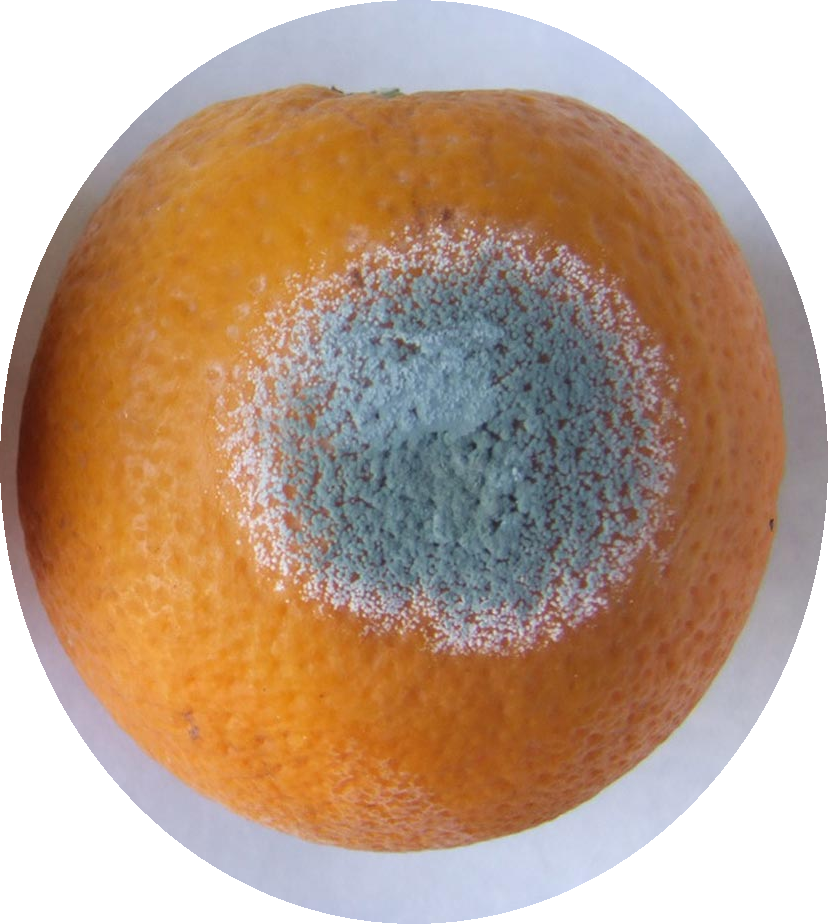 Такое есть НЕЛЬЗЯ! Синяя плесень глубоко пускает свои корни.