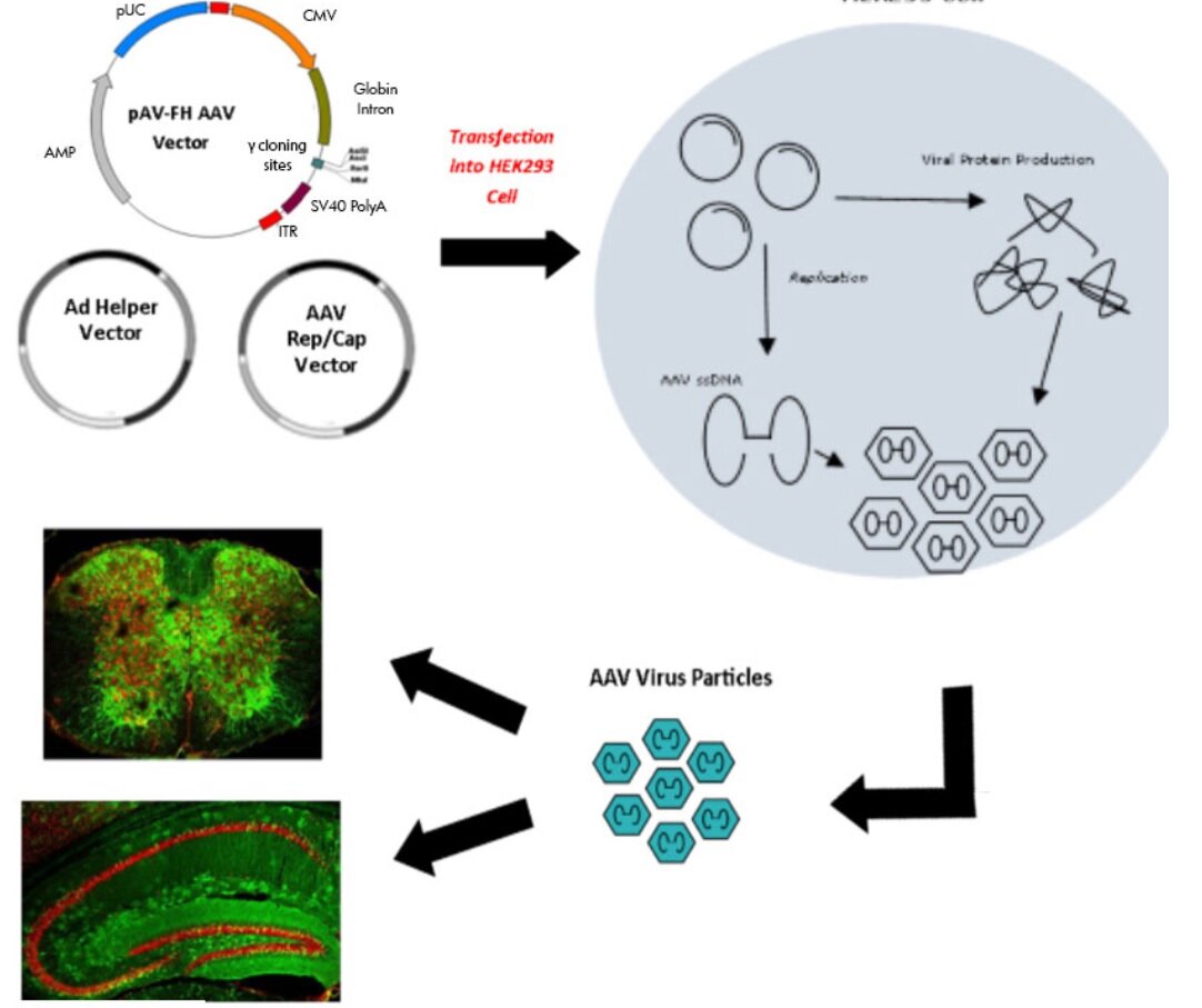 Трансфекция это. Adeno associated virus vector. Аденоассоциированные вирусы AAV. Рекомбинантный аденоассоциированный вирус. Вирусная трансфекция.