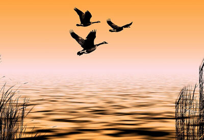 Дикий гусь — желанная добыча для охотника весной. Только вот незадача: чтобы на гуся весной поохотиться, он... должен сперва вернуться к нам из теплых краев. Прилететь из теплых стран. Дикий гусь — это ведь перелетная птица. Поздней осенью последние стайки гусей покидают нас и улетают на юг. На югах гуси проводят всю зиму. А вот весной, как раз примерно в апреле месяце, они к нам должны вернуться. И охотника в это время гложет очень большой азарт, предвкушение гусиной охоты и... сомнения. Да, сомнения. А вернулся ли уже гусь? А можно ли уже идти на охоту? А может видел уже кто уже стайку пролетающих гусей? Да. Вот такие «кошки» скребут на душе весной у охотника.
