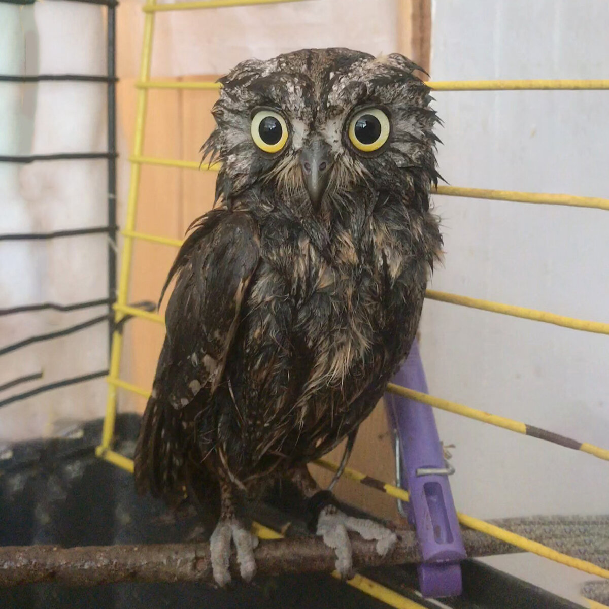 Сплюшка после купания.