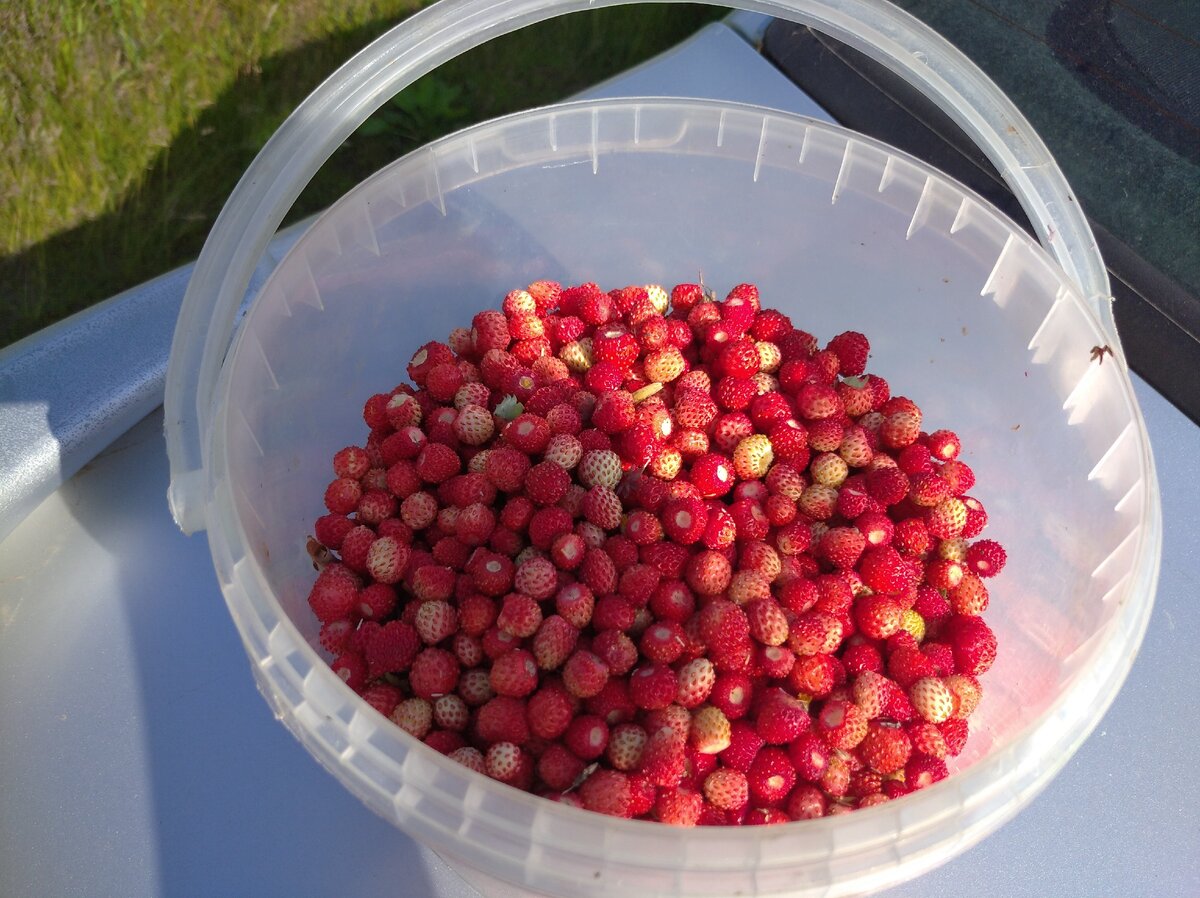 ведерко 3 литровое,набрал около 2-х литров