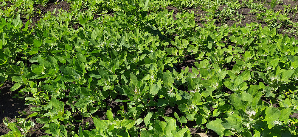 Этот участок я прополола