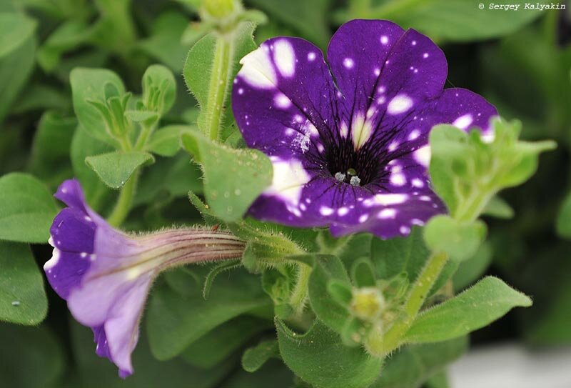 Петуния ‘NightSky’