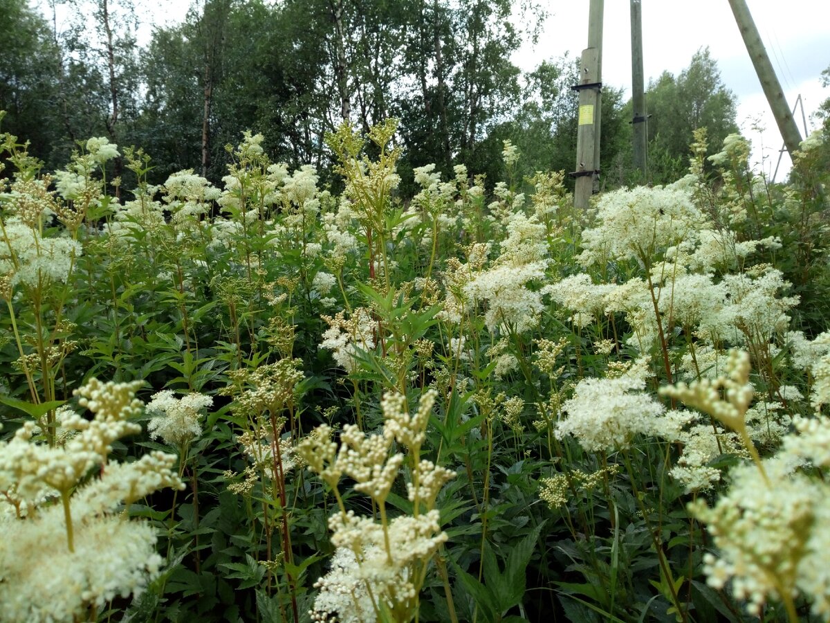 мморе лабазника