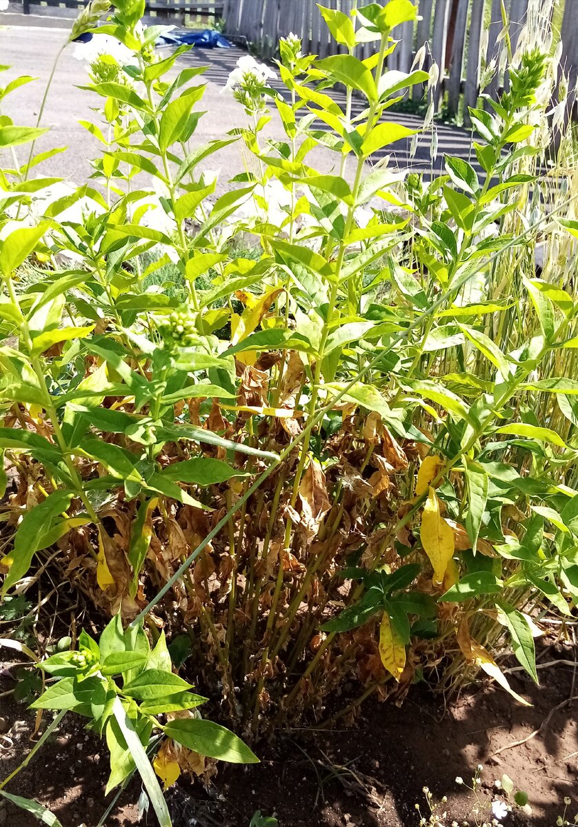 Усыхание листьев у флоксов. Белый флокс пострадал больше всего 