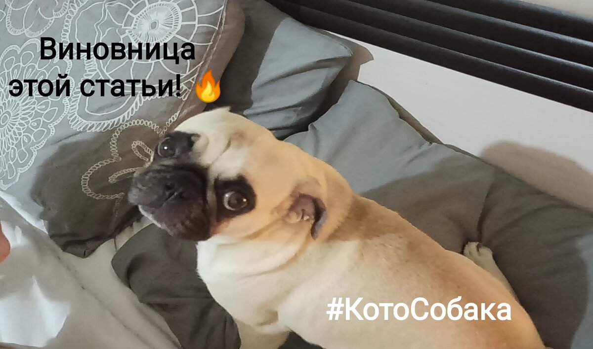 Фото автора канала КотоСобака