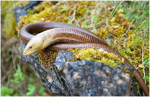 На этом фото хорошо видно ушное отверстие, по которому желтопузика можно отличить от змеи. Фото с ресурсов Google.