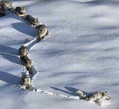 Вожак идет впереди!