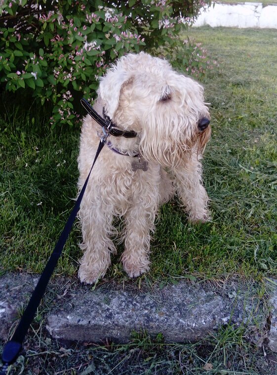 Грейс, ирландский мягкошерстный пшеничный терьер | Фото автора