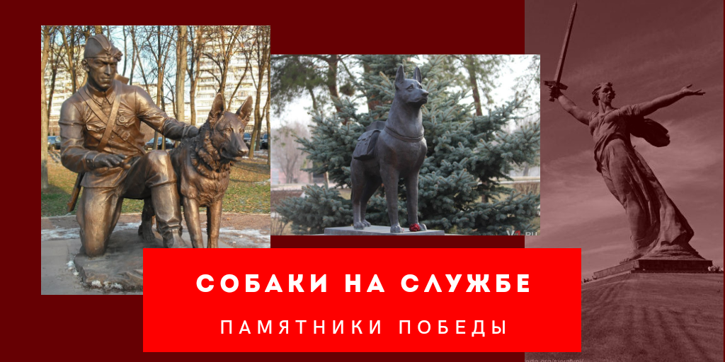 Парк победы собаки