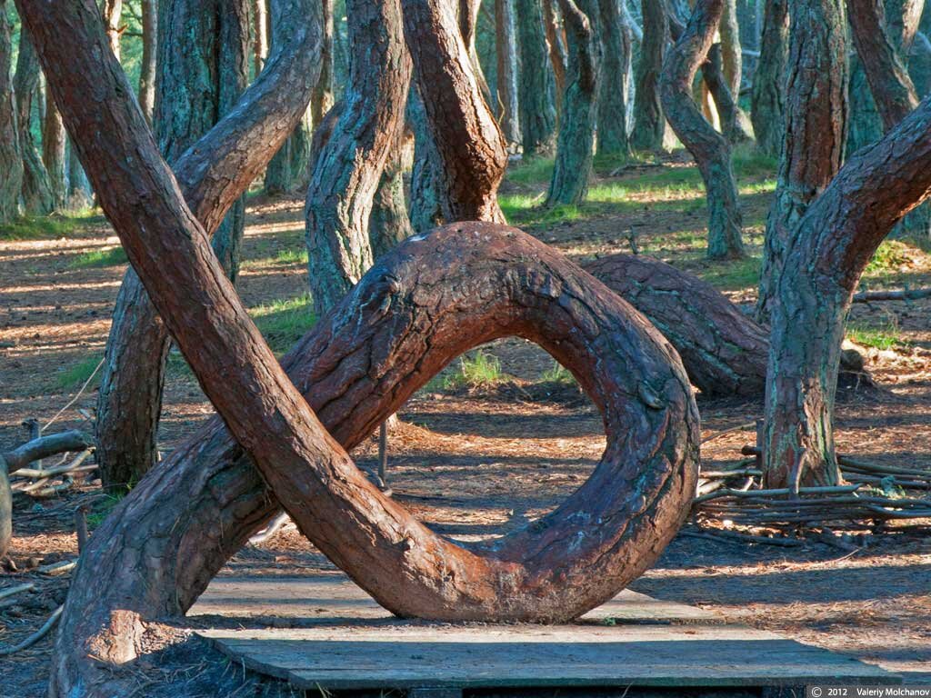 Та самая сосна. Фото Valeriy Molchanov с официального сайта Куршской косы. Самостоятельно такое фото теперь сделать невозможно - дерево обнесено оградой.