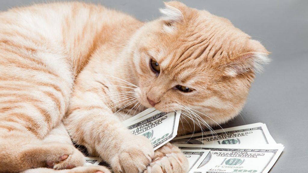 Котик из интернета