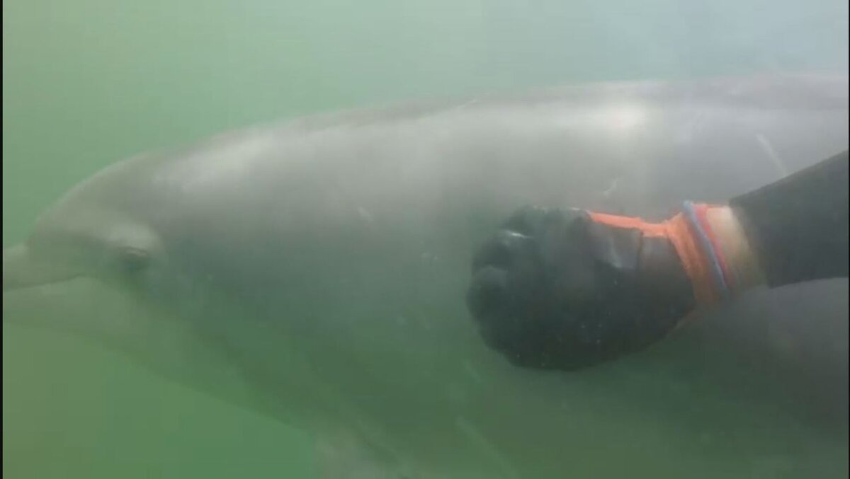 Кадр подводной съемки.