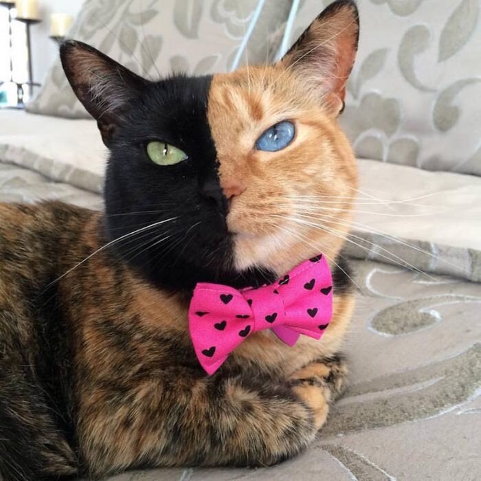 Котик для хорошего настроения!☀️