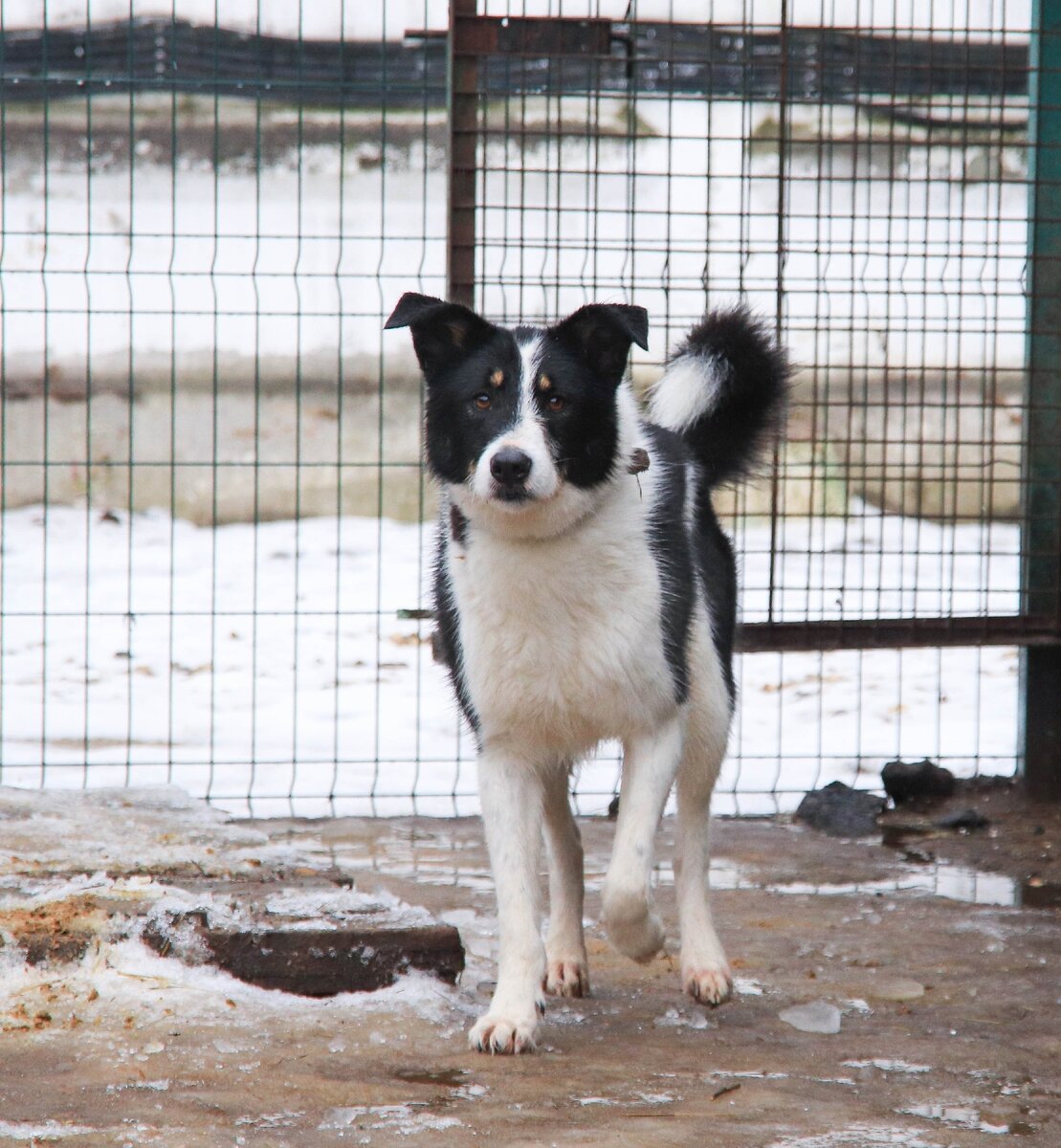 Приют Солнцево. Рэд