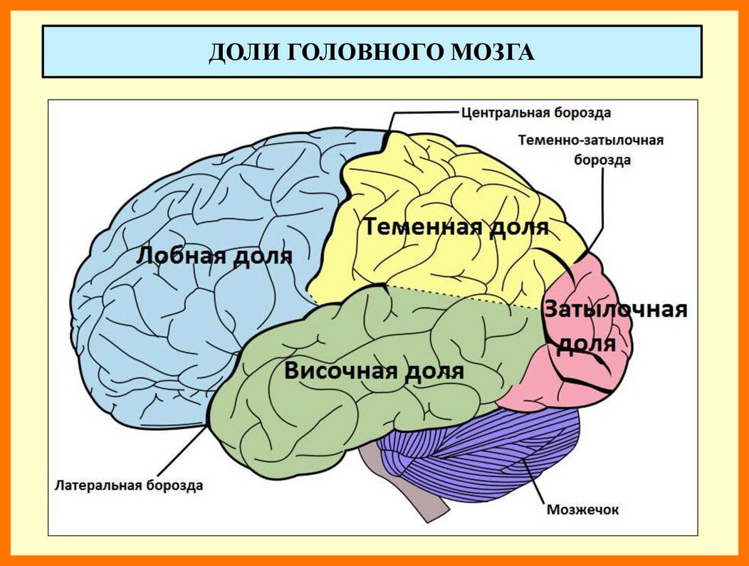 доли больших полушарий затылочная, теменная, лобная,височная. лобная доля коры больших полушарий. префронтальная зона лобной доли. большие полушария головного мозга островковая доля. лобная доля височная доля.