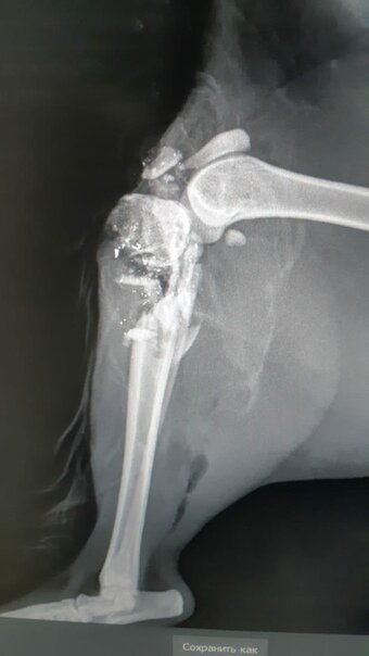 Снимок из вет.клиники