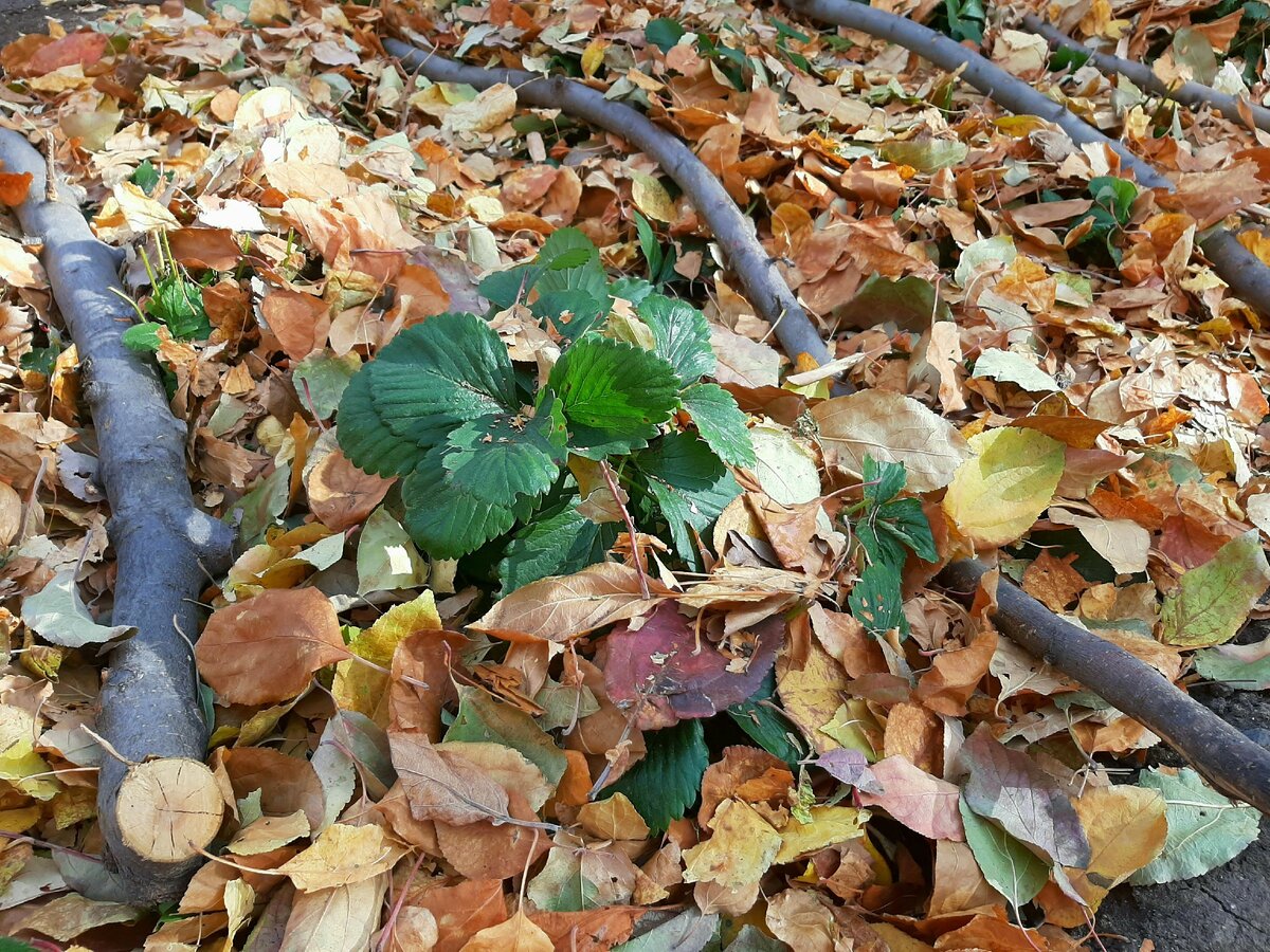 Укрываем листвой