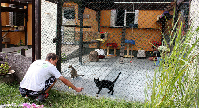 Приют для животных в Гемрании. Источник фото: Яндекс.Картинки