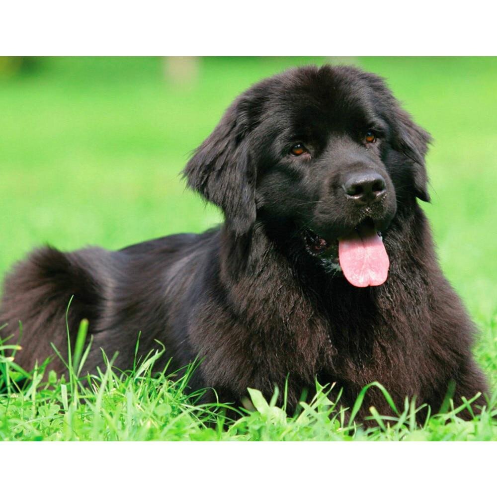 Ньюфаундленд 