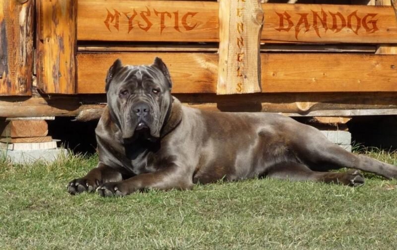 Американский бандог