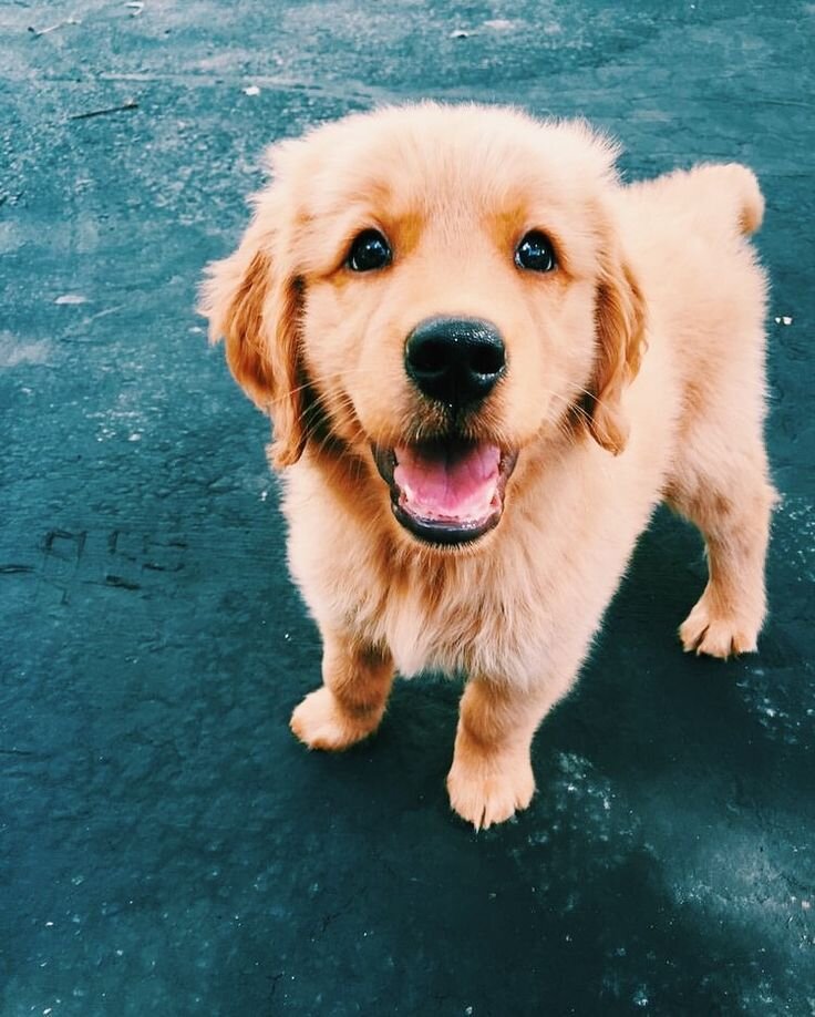 Какой милаш! 😅😍☺
