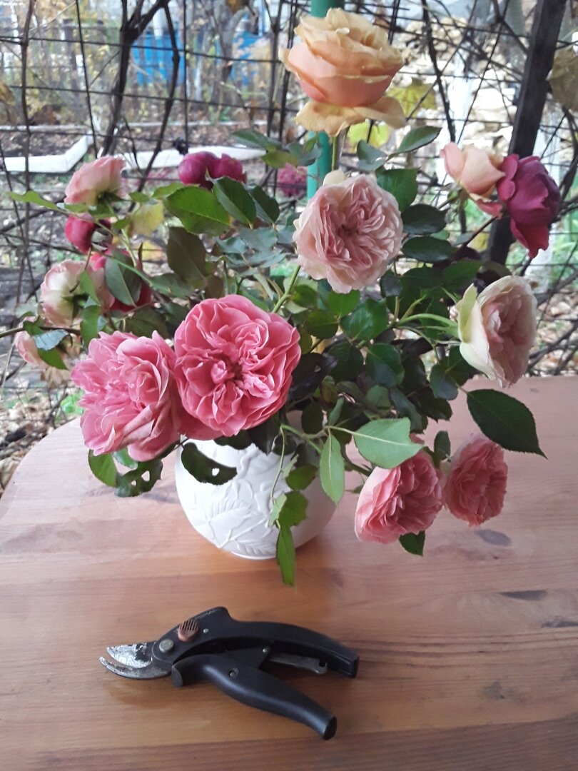 Секатор проработал три года