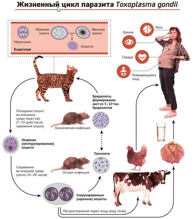 Токсоплазмоз — информация для профилактики и лечения