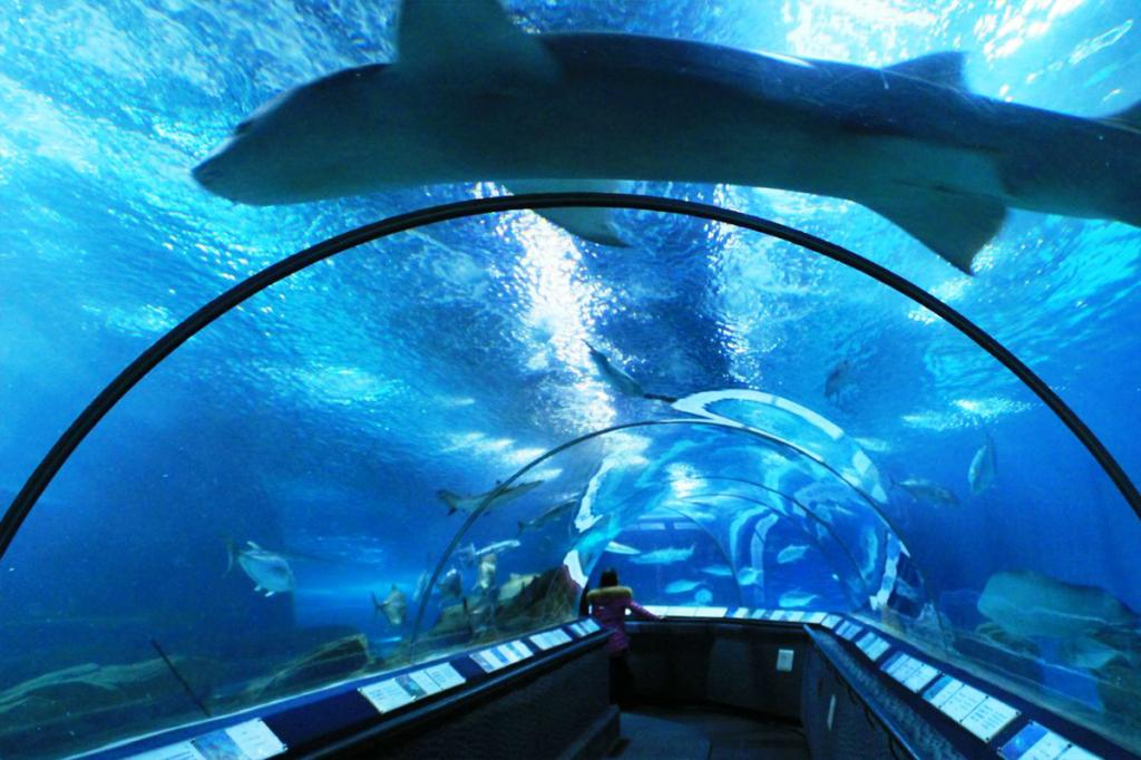 Aqua ocean. Шанхай океанариум. Shanghai Ocean Aquarium Шанхай. Сингапур океанариум. Архангельск океанариум.