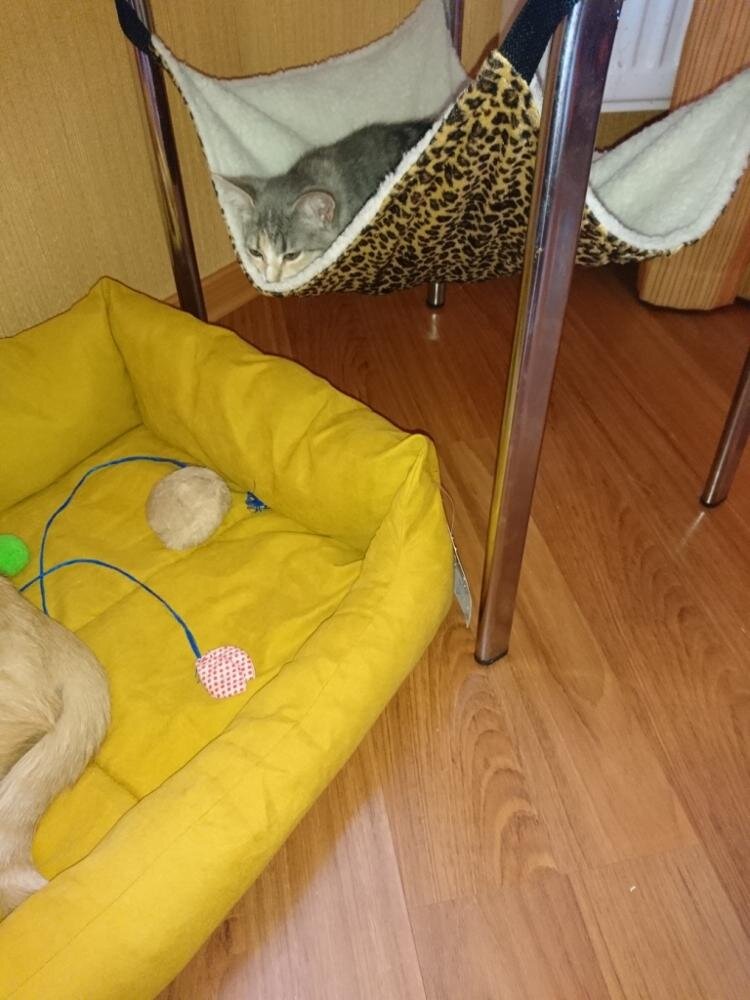 Лежак для котов. Фото aliexpress.com