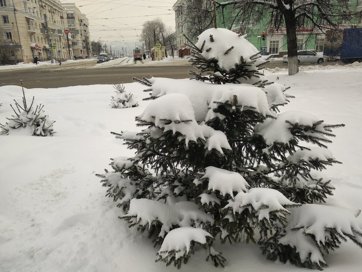 ух, сколько снега! и мои любимые ёлочки в снегу - просто чудо, правда?)