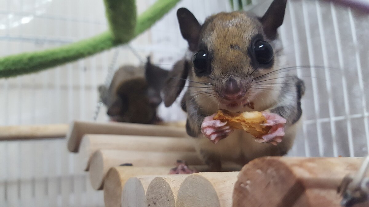 Белка летяга и поссум.