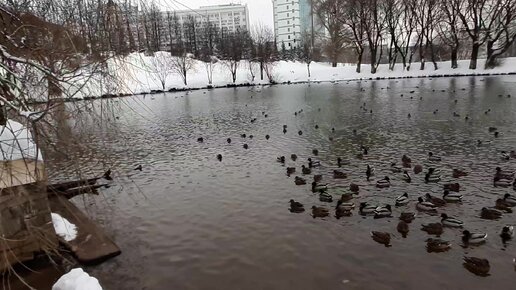 чем питаются утки зимой в дикой природе | Дзен