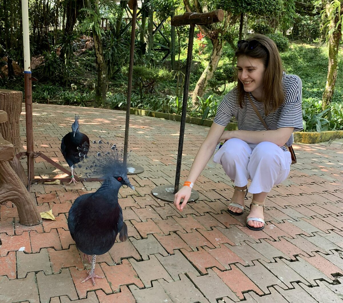 Заповедник в Малайзии. Вообще диких птиц и животных там можно встретить даже просто в парке в городе.