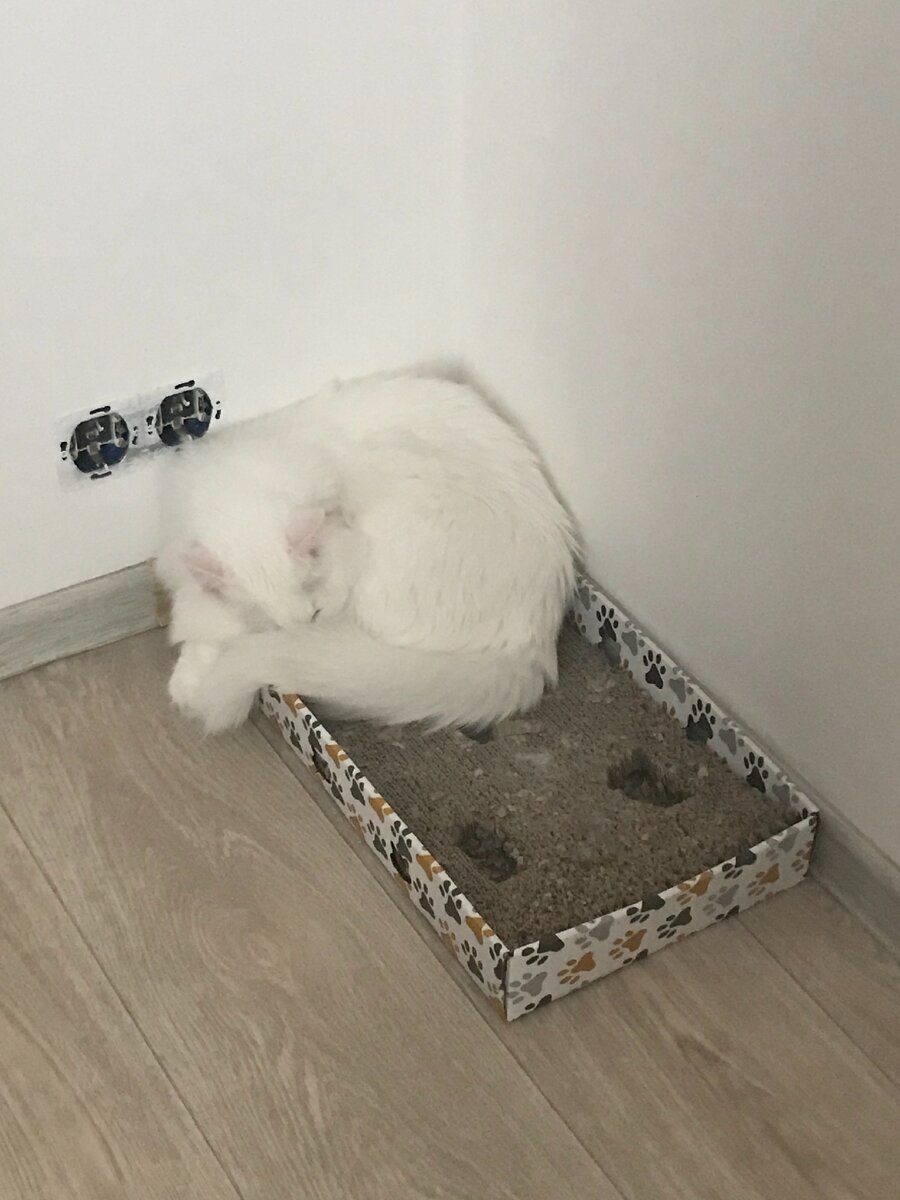 Котик на отдыхе