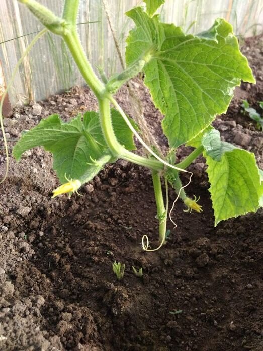                          Первая рассада огурцов была посажена 20 апреля.