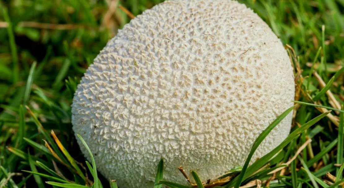 Дождевик - фото из свободного источника