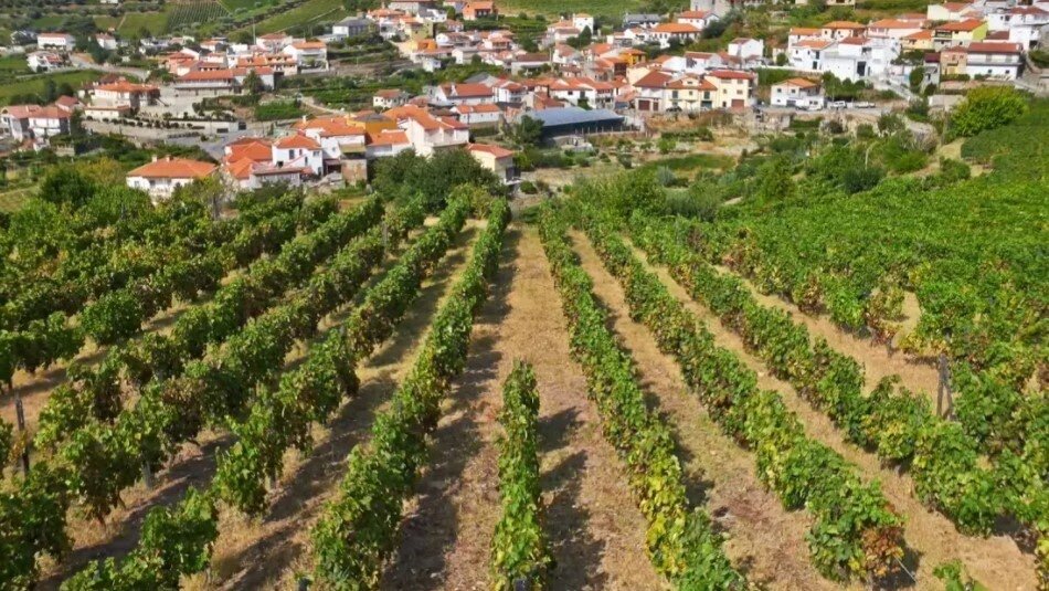 Место выращивания винограда для вина Chianti Classico Riserva. Vespucci