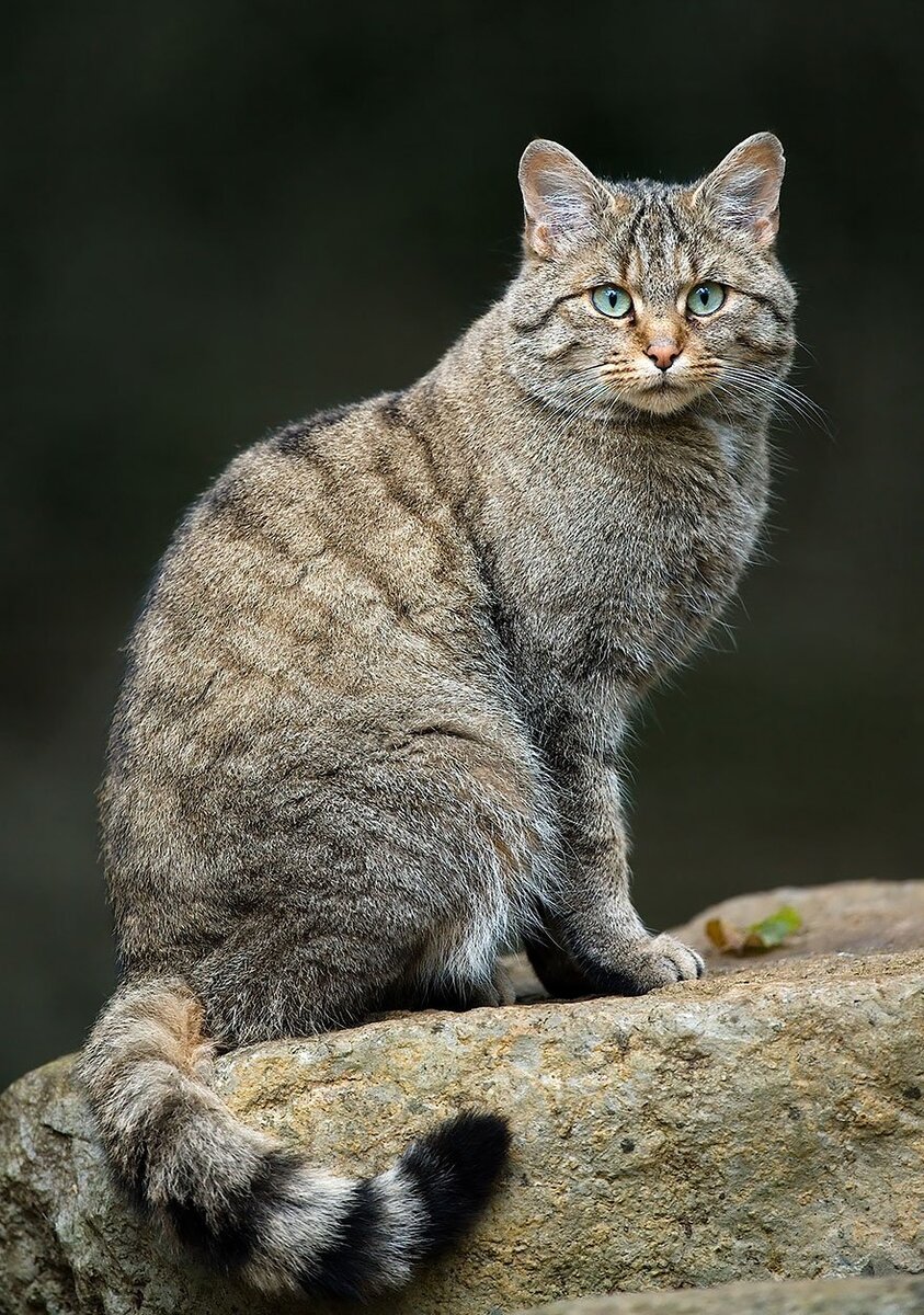 Европейский кот