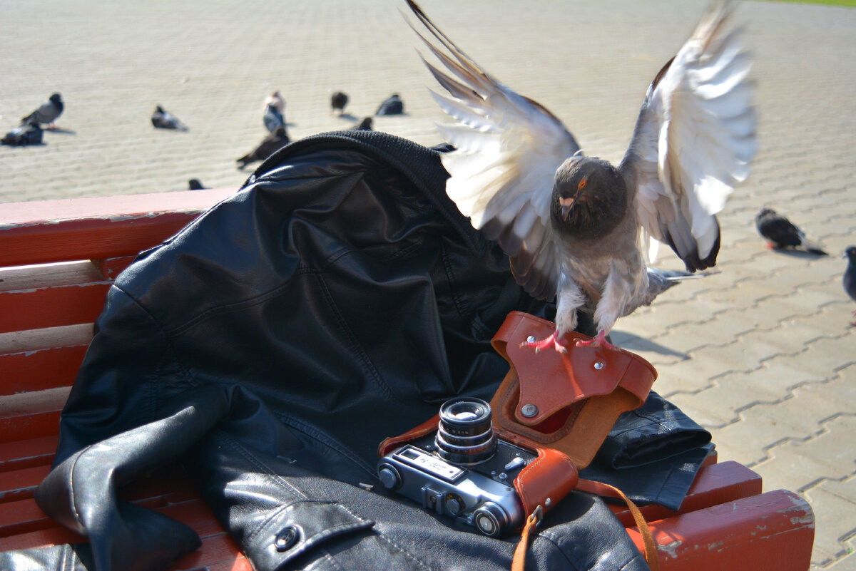 Аферисты, обманщики и даже птицы - крадуны присутствуют везде 😎😎😎