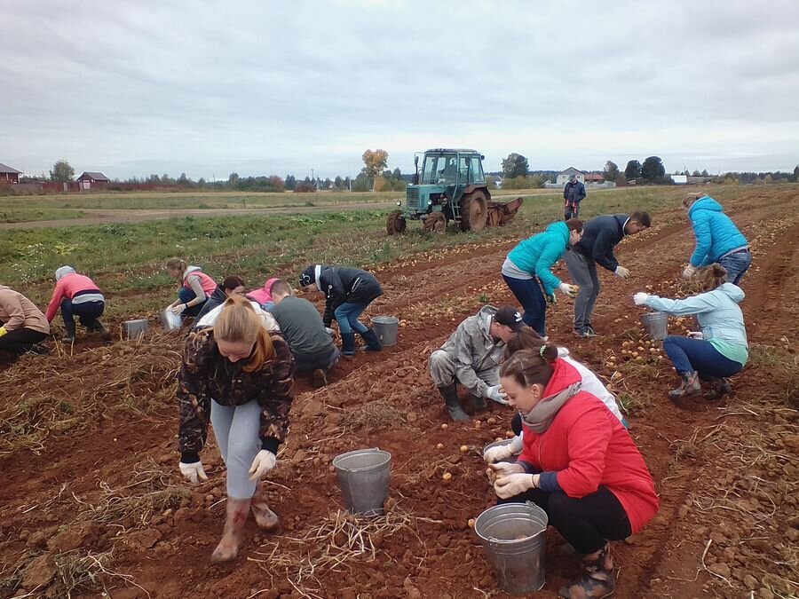   Одной из особенностей советской (и раннероссийской) школы была отправка учащихся на сельхозработы, как правило осенью, и как правило на уборку картофеля.-2
